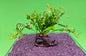 JAVA Fern Windelov on small WOOD bogwood, driftwood Live Aquarium Aquatic Plants