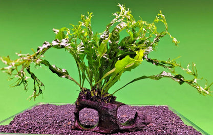 JAVA Fern Windelov on small WOOD bogwood, driftwood Live Aquarium Aquatic Plants