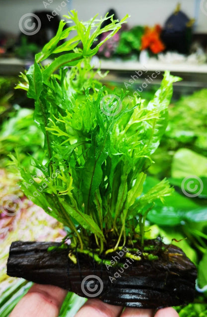 JAVA Fern Windelov on small WOOD bogwood, driftwood Live Aquarium Aquatic Plants