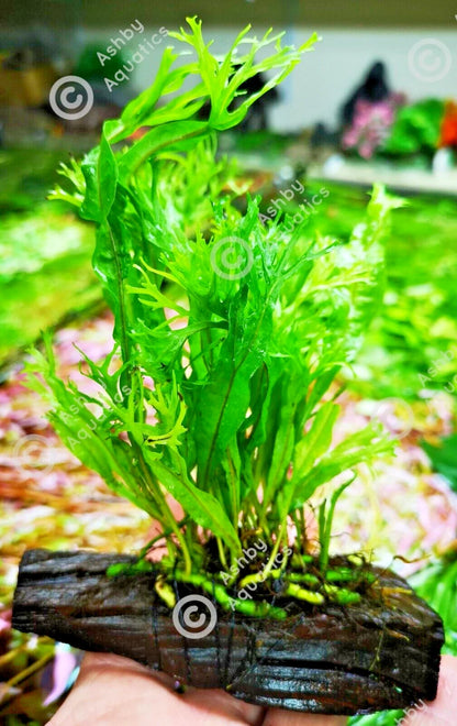 JAVA Fern Windelov on small WOOD bogwood, driftwood Live Aquarium Aquatic Plants
