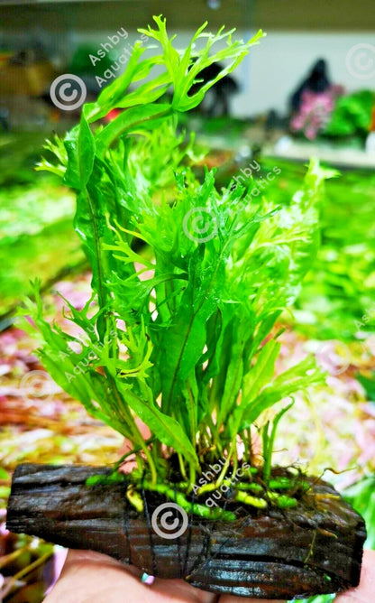 JAVA Fern Windelov on small WOOD bogwood, driftwood Live Aquarium Aquatic Plants