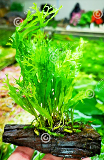 JAVA Fern Windelov on small WOOD bogwood, driftwood Live Aquarium Aquatic Plants