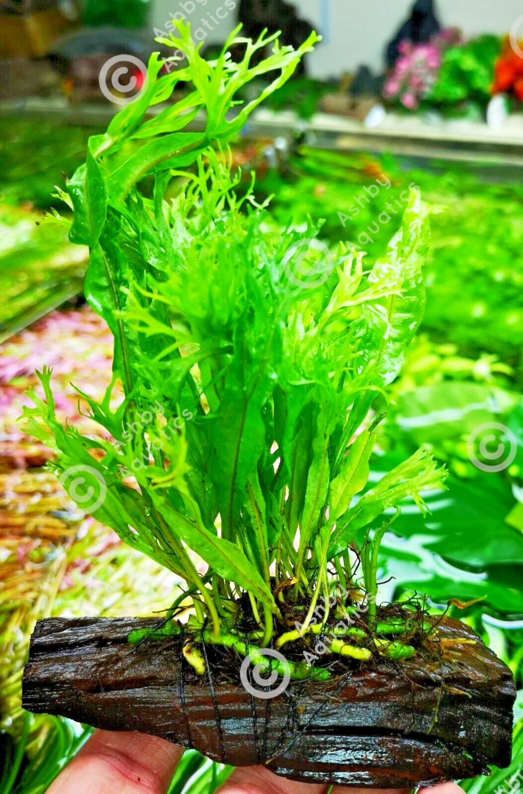 JAVA Fern Windelov on small WOOD bogwood, driftwood Live Aquarium Aquatic Plants