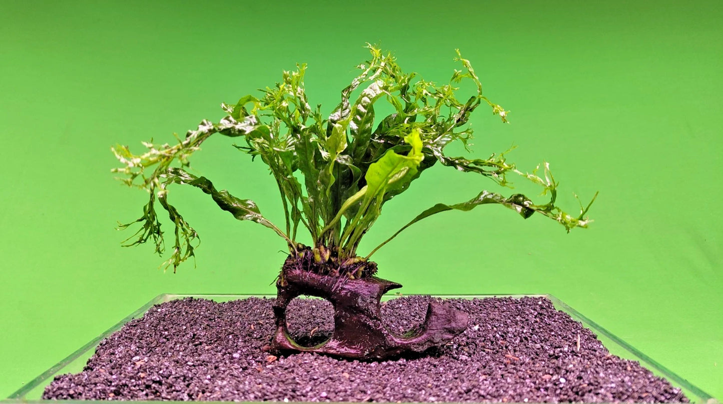 JAVA Fern Windelov on small WOOD bogwood, driftwood Live Aquarium Aquatic Plants