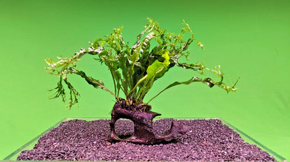 JAVA Fern Windelov on small WOOD bogwood, driftwood Live Aquarium Aquatic Plants