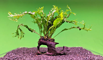 JAVA Fern Windelov on small WOOD bogwood, driftwood Live Aquarium Aquatic Plants