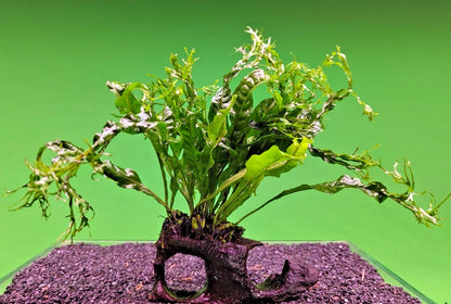 JAVA Fern Windelov on small WOOD bogwood, driftwood Live Aquarium Aquatic Plants