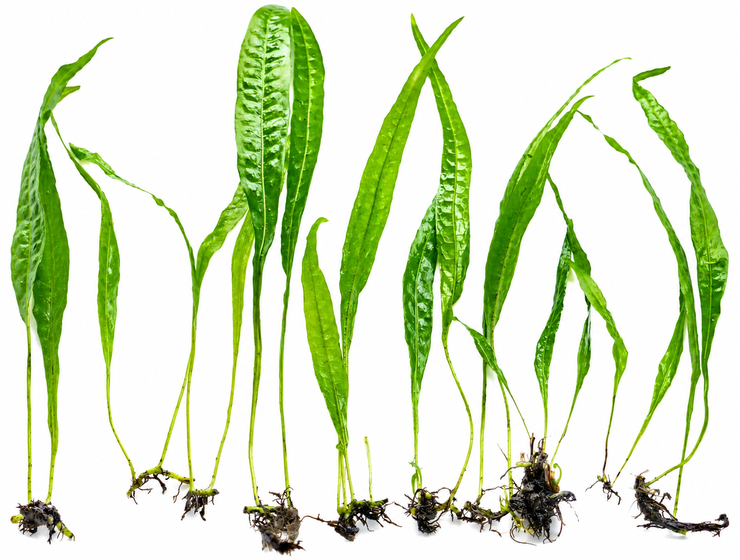 JAVA FERN Microsorum pteropus AQUARIUM PLANTS TROPICAL fish LIVE Shrimp safe