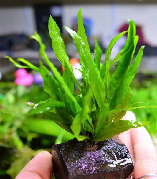 Java Fern Microsorum Pteropus on nano wood, Bogwood aquarium Plant Shrimp safe