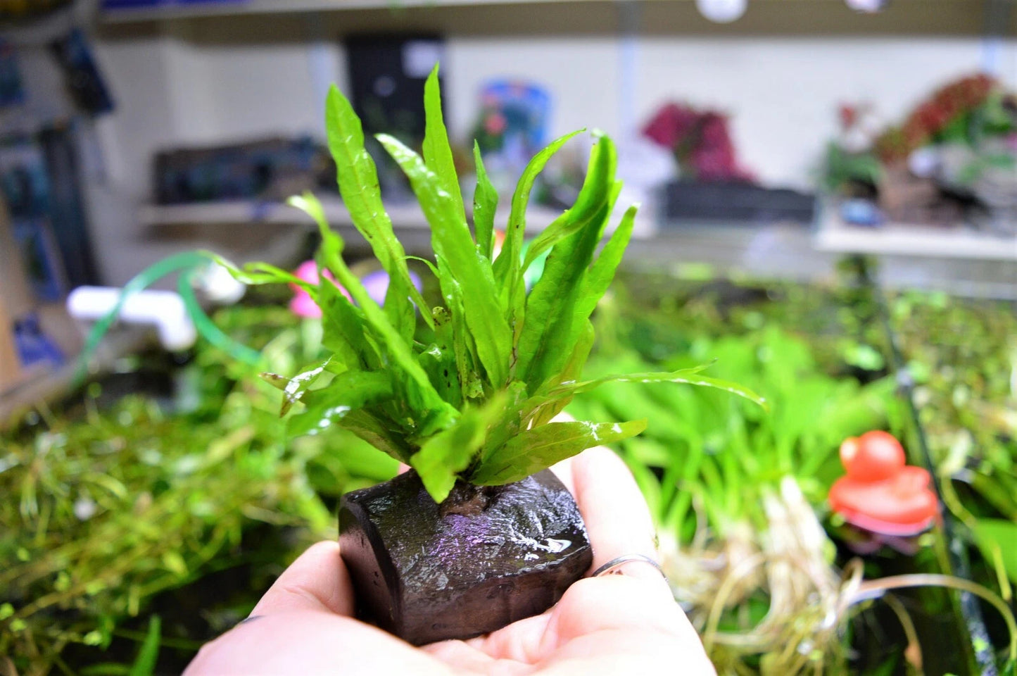 Java Fern Microsorum Pteropus on nano wood, Bogwood aquarium Plant Shrimp safe