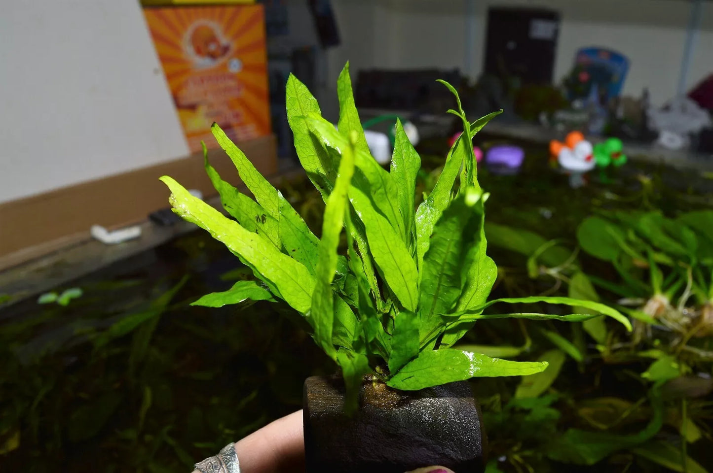 Java Fern Microsorum Pteropus on nano wood, Bogwood aquarium Plant Shrimp safe