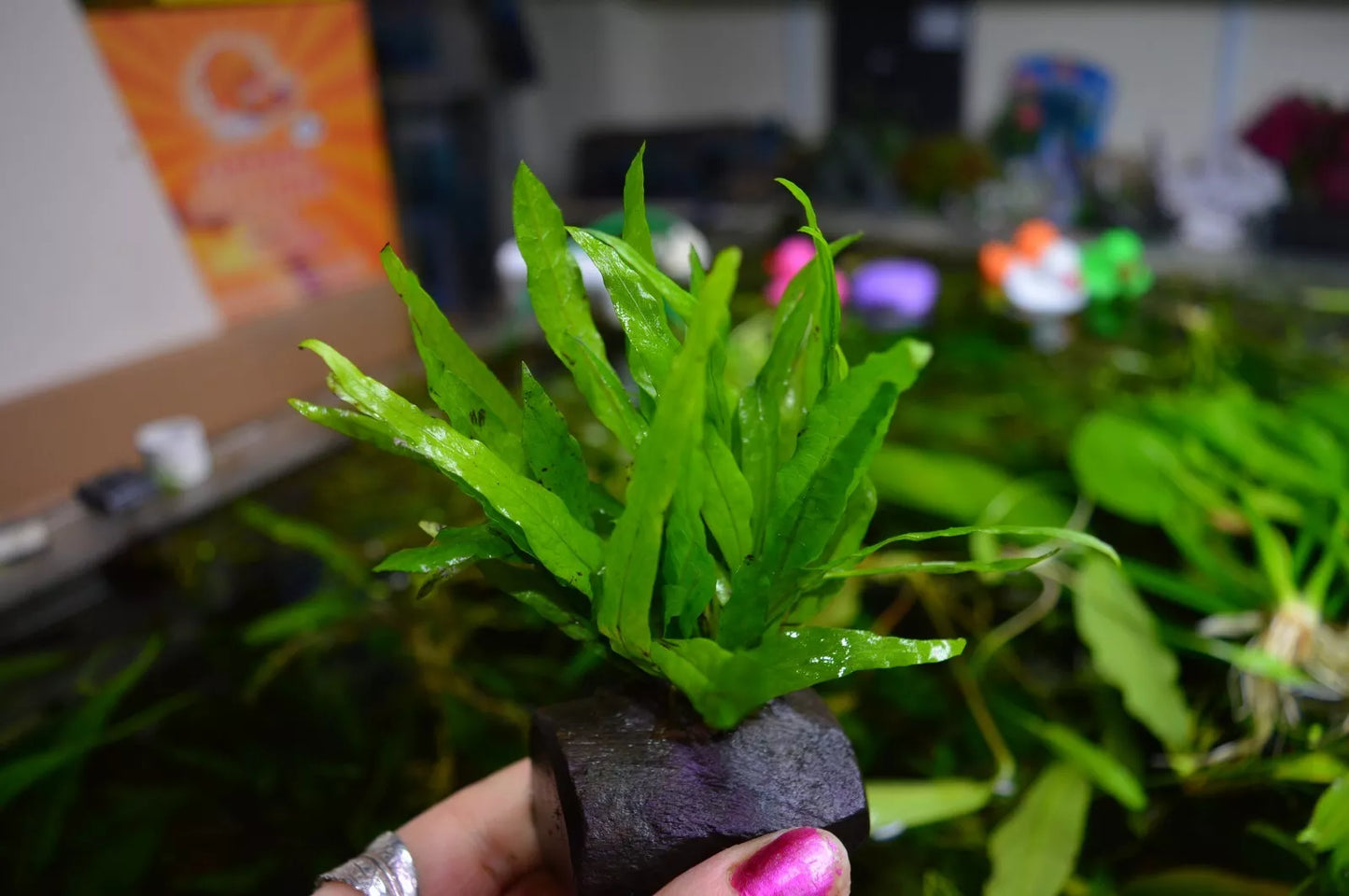 Java Fern Microsorum Pteropus on nano wood, Bogwood aquarium Plant Shrimp safe