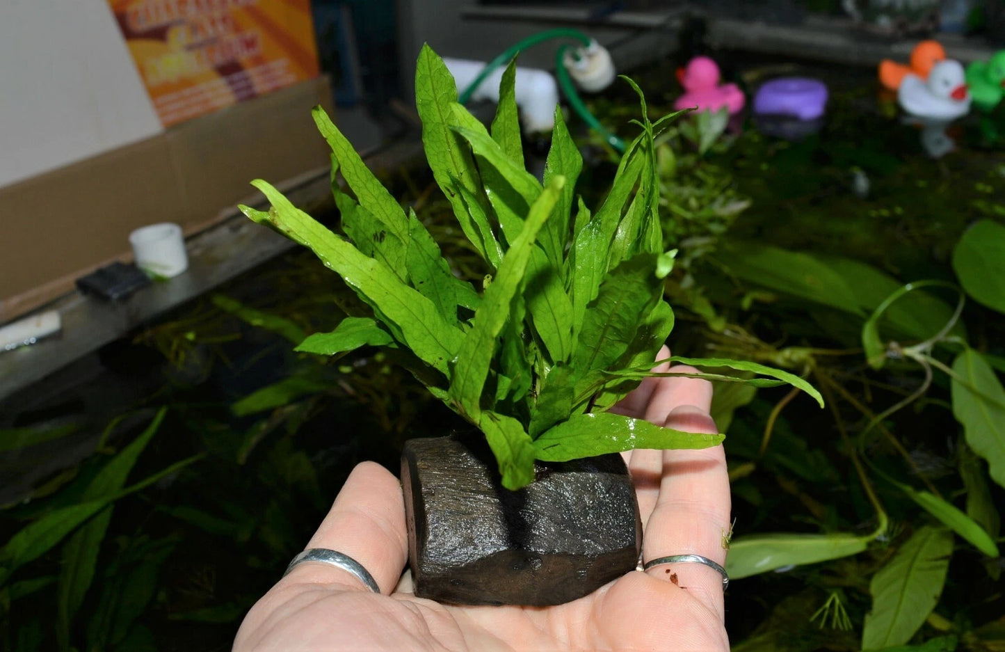 Java Fern Microsorum Pteropus on nano wood, Bogwood aquarium Plant Shrimp safe