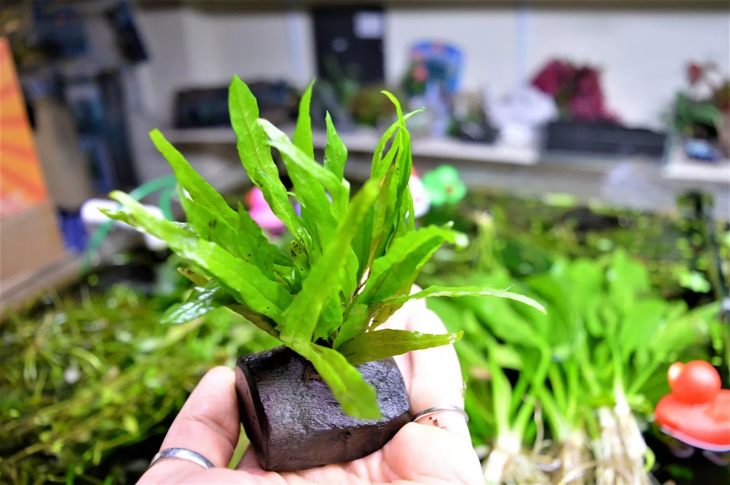 Java Fern Microsorum Pteropus on nano wood, Bogwood aquarium Plant Shrimp safe