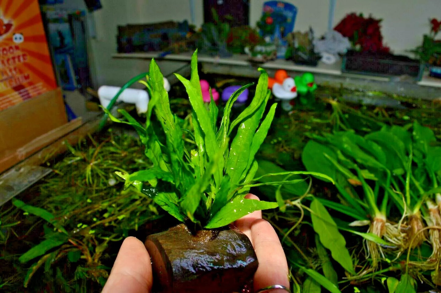 Java Fern Microsorum Pteropus on nano wood, Bogwood aquarium Plant Shrimp safe