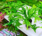 Java Fern Thor's Hammer Microsorum pteropus Aquarium Plant Shrimp
