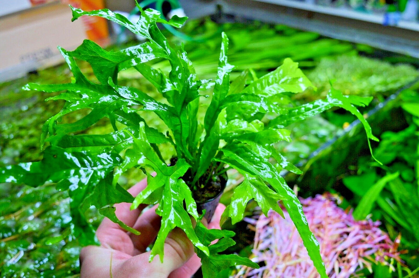 Java Fern Thor's Hammer Microsorum pteropus Aquarium Plant Shrimp