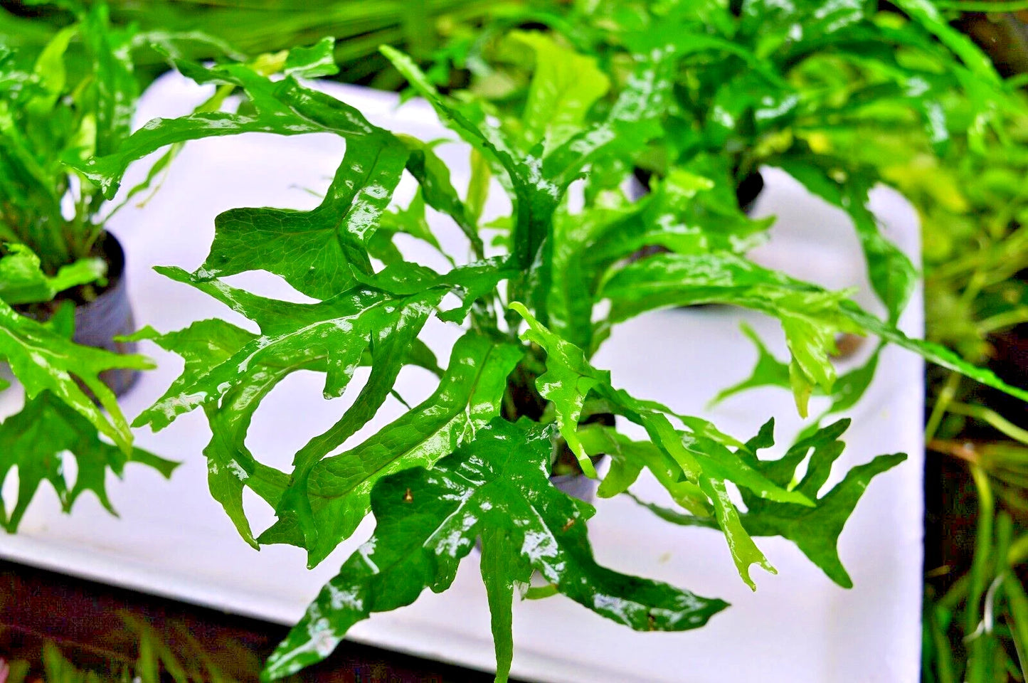 Java Fern Thor's Hammer Microsorum pteropus Aquarium Plant Shrimp