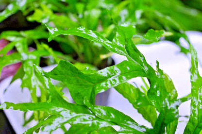 Java Fern Thor's Hammer Microsorum pteropus Aquarium Plant Shrimp