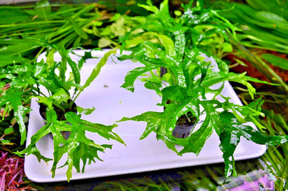 Java Fern Thor's Hammer Microsorum pteropus Aquarium Plant Shrimp