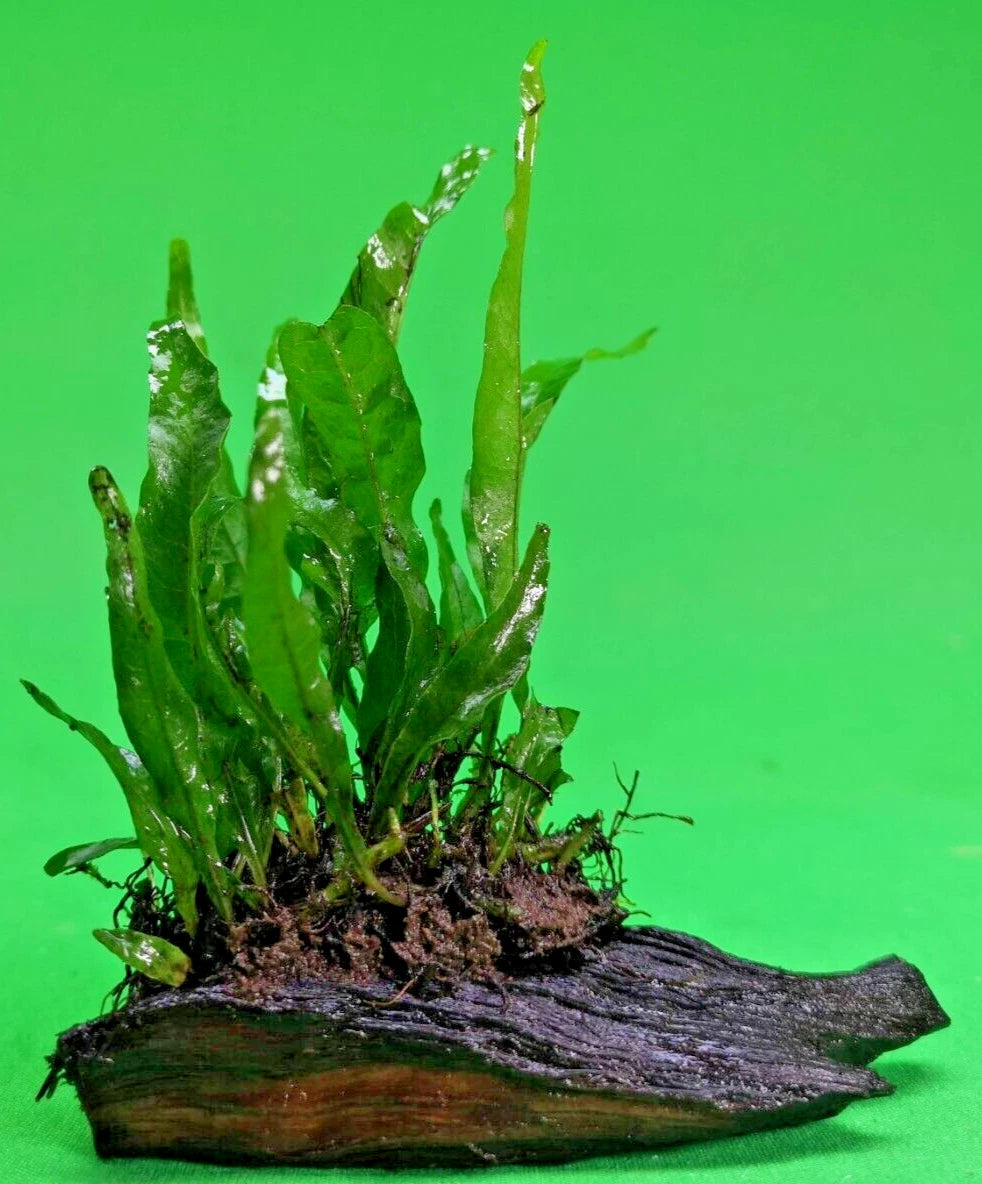 JAVA FERN on small bogwood, Indo Live Aquarium Aquatic Plants Microsorium