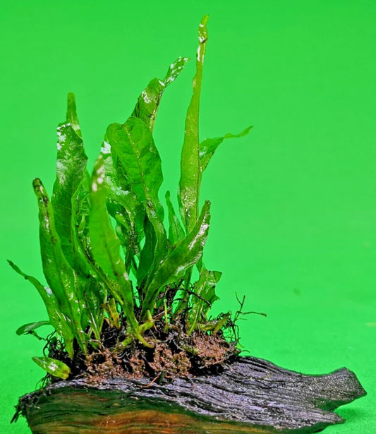 JAVA FERN on small bogwood, Indo Live Aquarium Aquatic Plants Microsorium