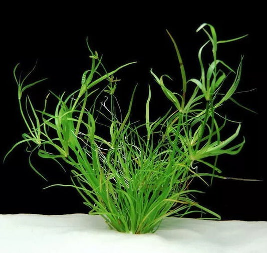 Juncus repens 10 Aquarium plants Fish Tank Live aquatic Shrimp safe