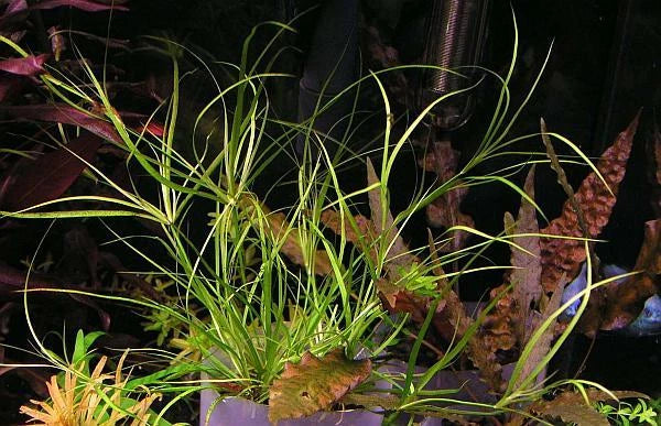 Juncus repens 10 Aquarium plants Fish Tank Live aquatic Shrimp safe