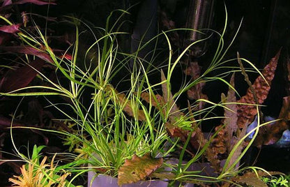 Juncus repens 10 Aquarium plants Fish Tank Live aquatic Shrimp safe