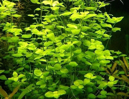 LYSIMACHIA NUMMULARIA AUREA Creeping Jenny Pond aquarium fish tank plant