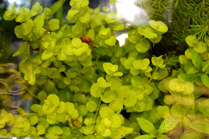 LYSIMACHIA NUMMULARIA AUREA Creeping Jenny Pond aquarium fish tank plant