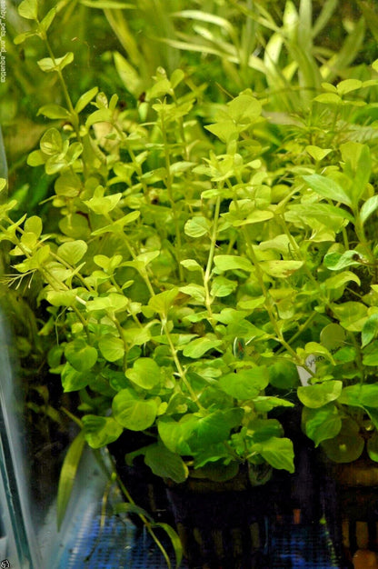 LYSIMACHIA NUMMULARIA AUREA Creeping Jenny Pond aquarium fish tank plant