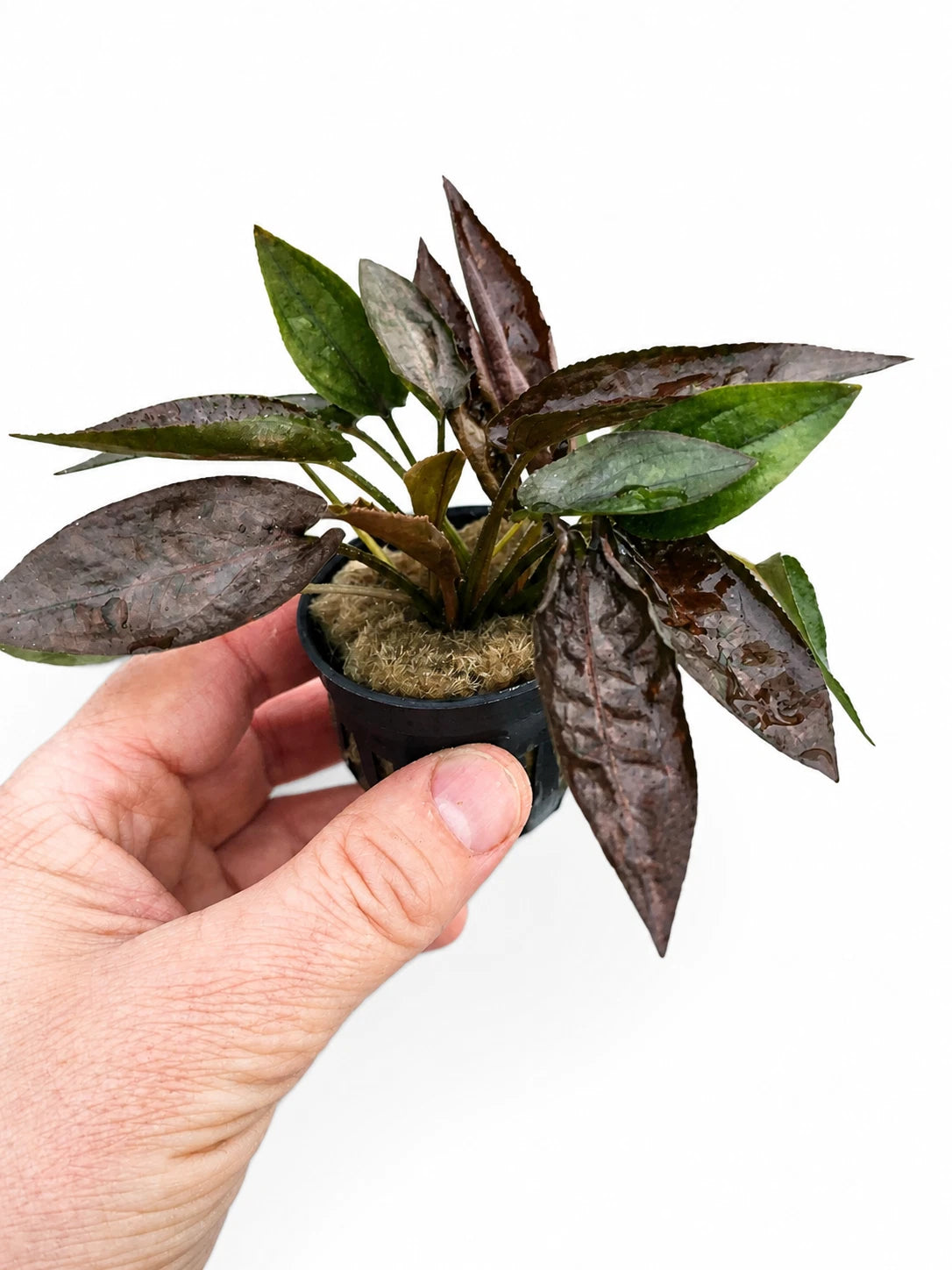 Hand holding a small potted plant with green and brown leaves on a white background
