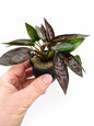 Hand holding a small potted plant with green and brown leaves on a white background