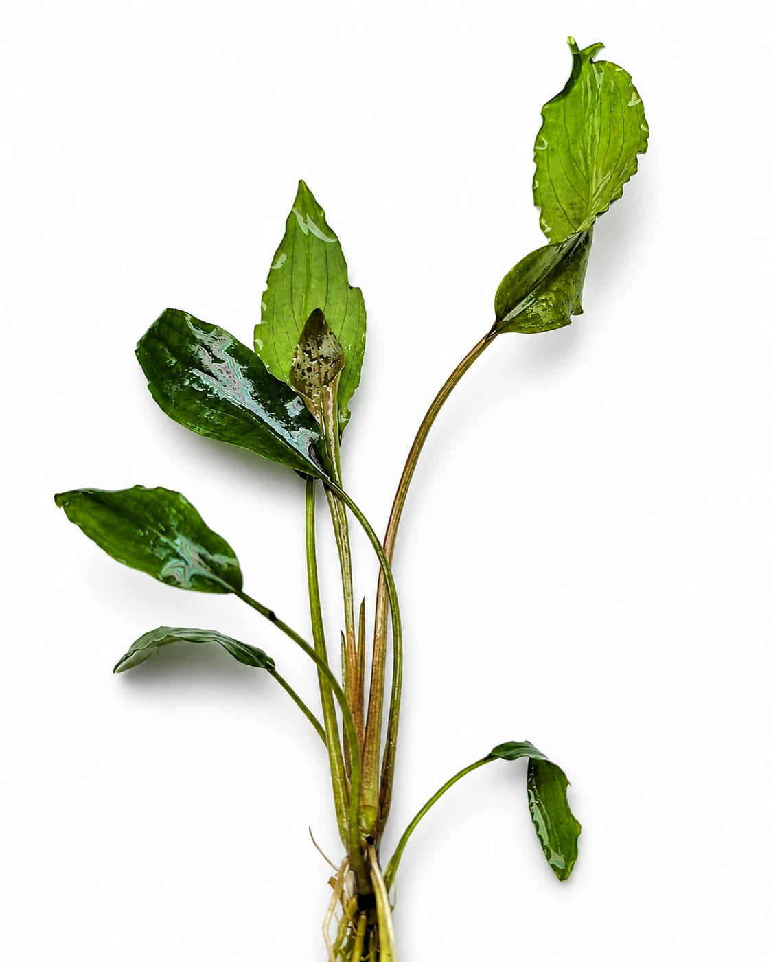 Lagenandra Keralensis Live Aquarium Plant Rare Tropical Aquatic Plant