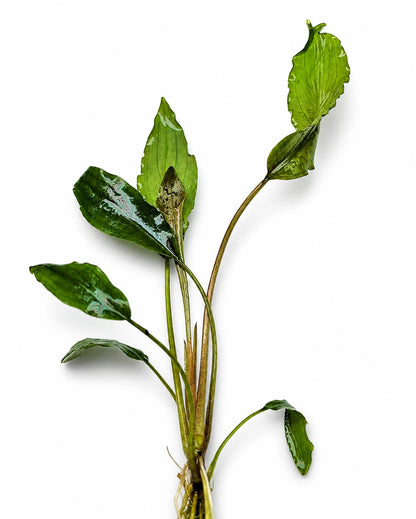 Lagenandra Keralensis Live Aquarium Plant Rare Tropical Aquatic Plant
