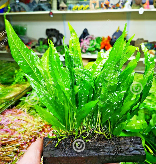 Large JAVA FERN ON WOOD bogwood, driftwood Live Aquarium Aquatic Plants