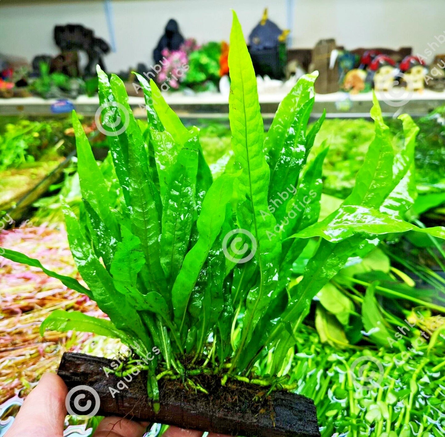 Large JAVA FERN ON WOOD bogwood, driftwood Live Aquarium Aquatic Plants