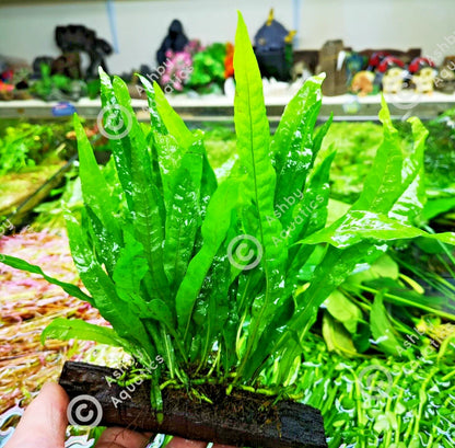 Large JAVA FERN ON WOOD bogwood, driftwood Live Aquarium Aquatic Plants