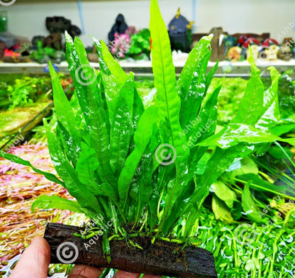 Large JAVA FERN ON WOOD bogwood, driftwood Live Aquarium Aquatic Plants