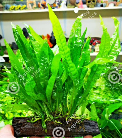 Large JAVA FERN ON WOOD bogwood, driftwood Live Aquarium Aquatic Plants
