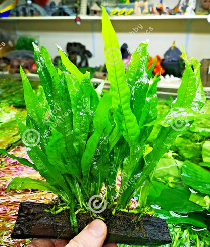 Large JAVA FERN ON WOOD bogwood, driftwood Live Aquarium Aquatic Plants