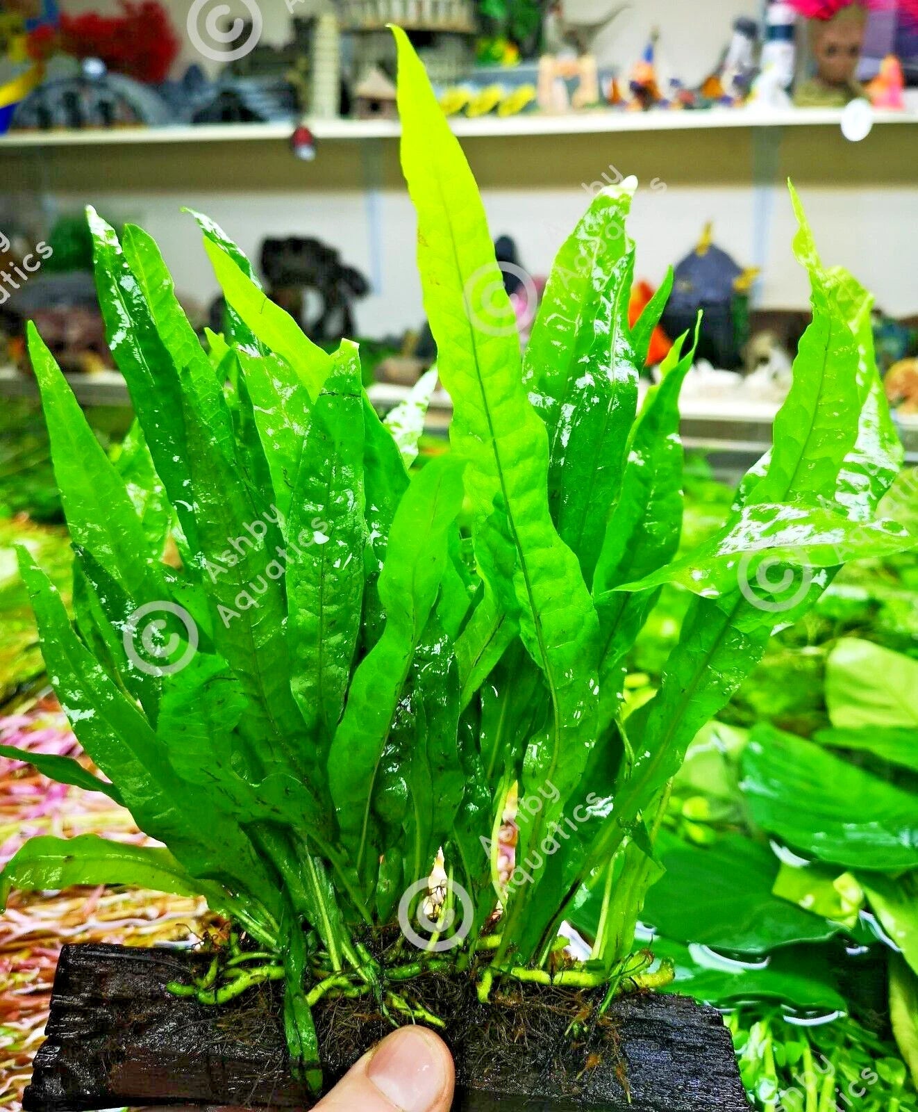 Large JAVA FERN ON WOOD bogwood, driftwood Live Aquarium Aquatic Plants