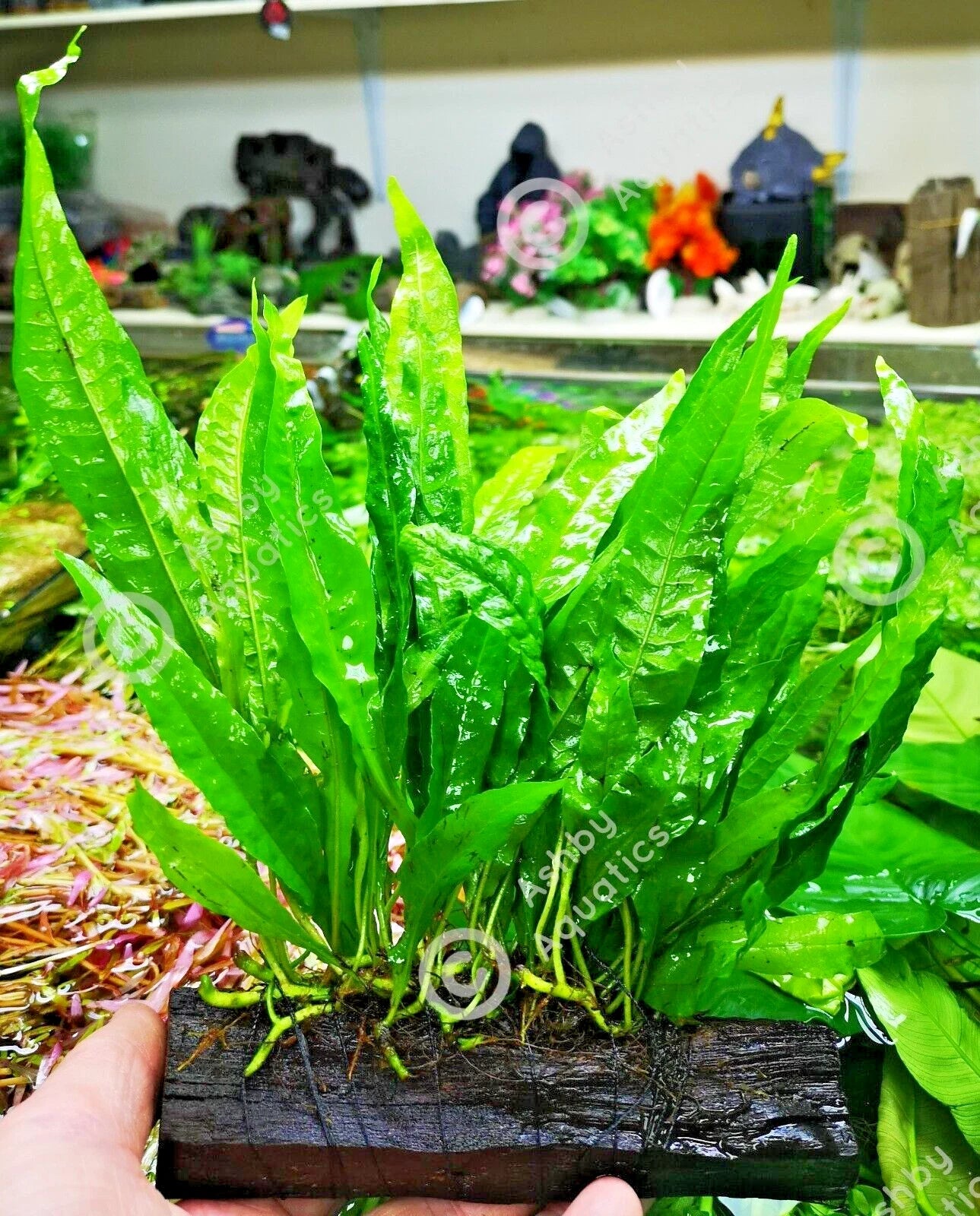 Large JAVA FERN ON WOOD bogwood, driftwood Live Aquarium Aquatic Plants