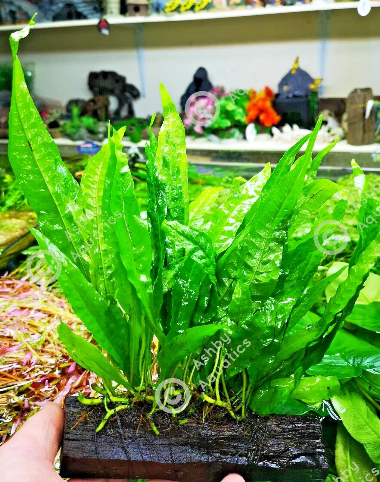 Large JAVA FERN ON WOOD bogwood, driftwood Live Aquarium Aquatic Plants