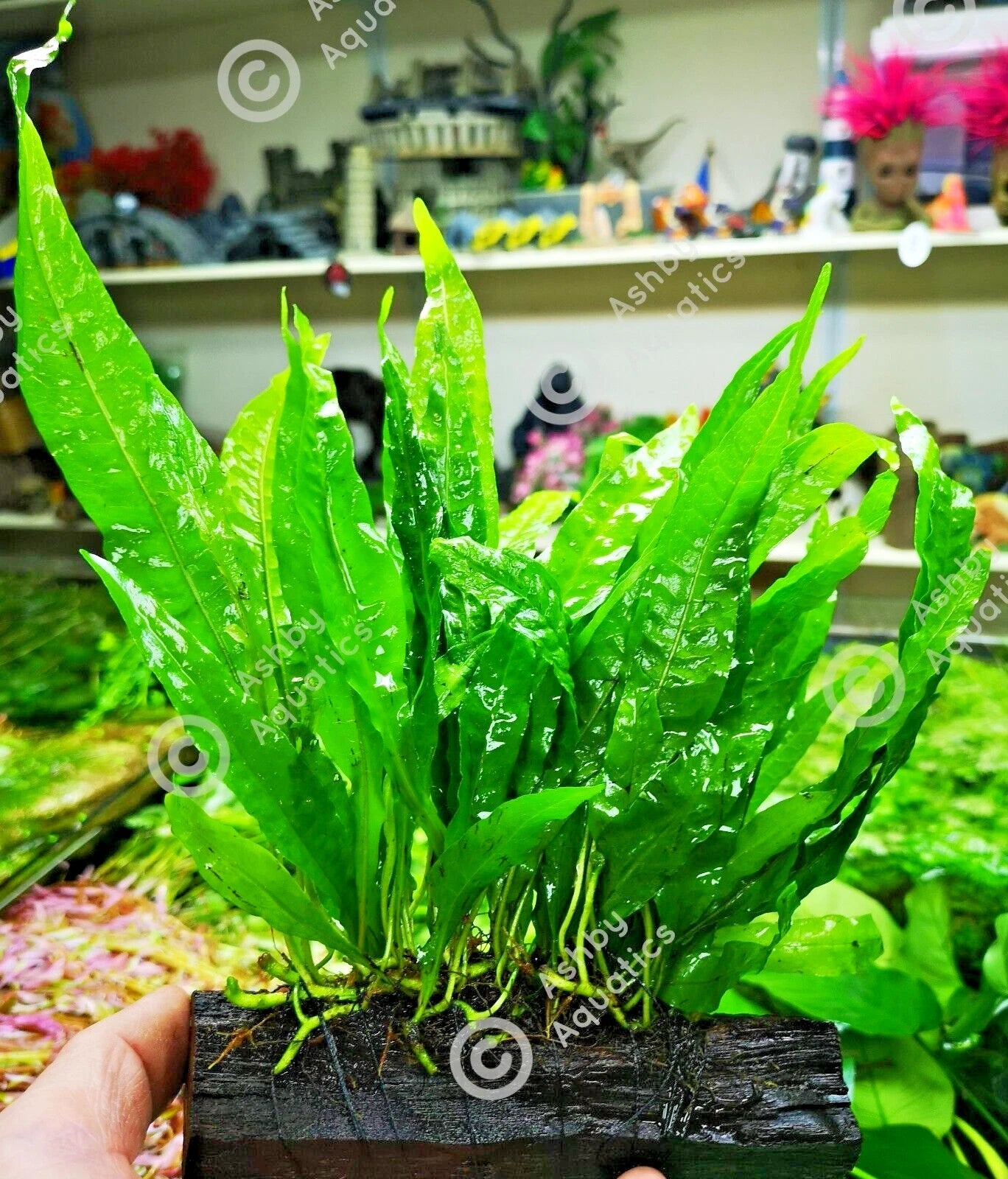 Large JAVA FERN ON WOOD bogwood, driftwood Live Aquarium Aquatic Plants