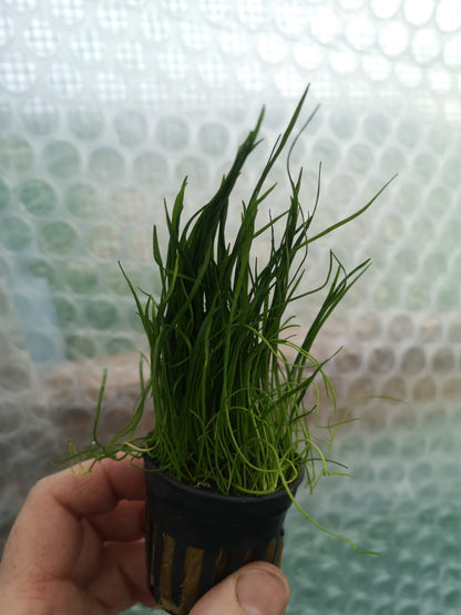 Lilaeopsis Mauritius Live Aquarium Plant Tropical Fish Tank Aquascape