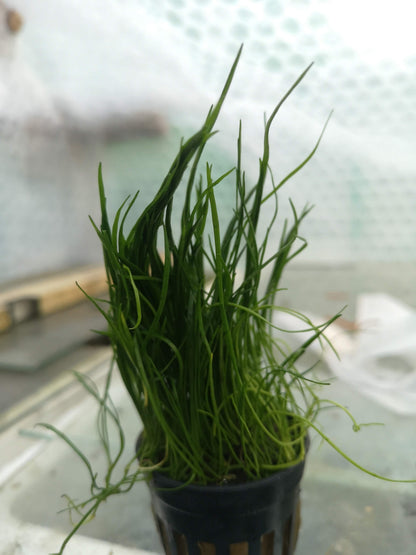 Lilaeopsis Mauritius Live Aquarium Plant Tropical Fish Tank Aquascape