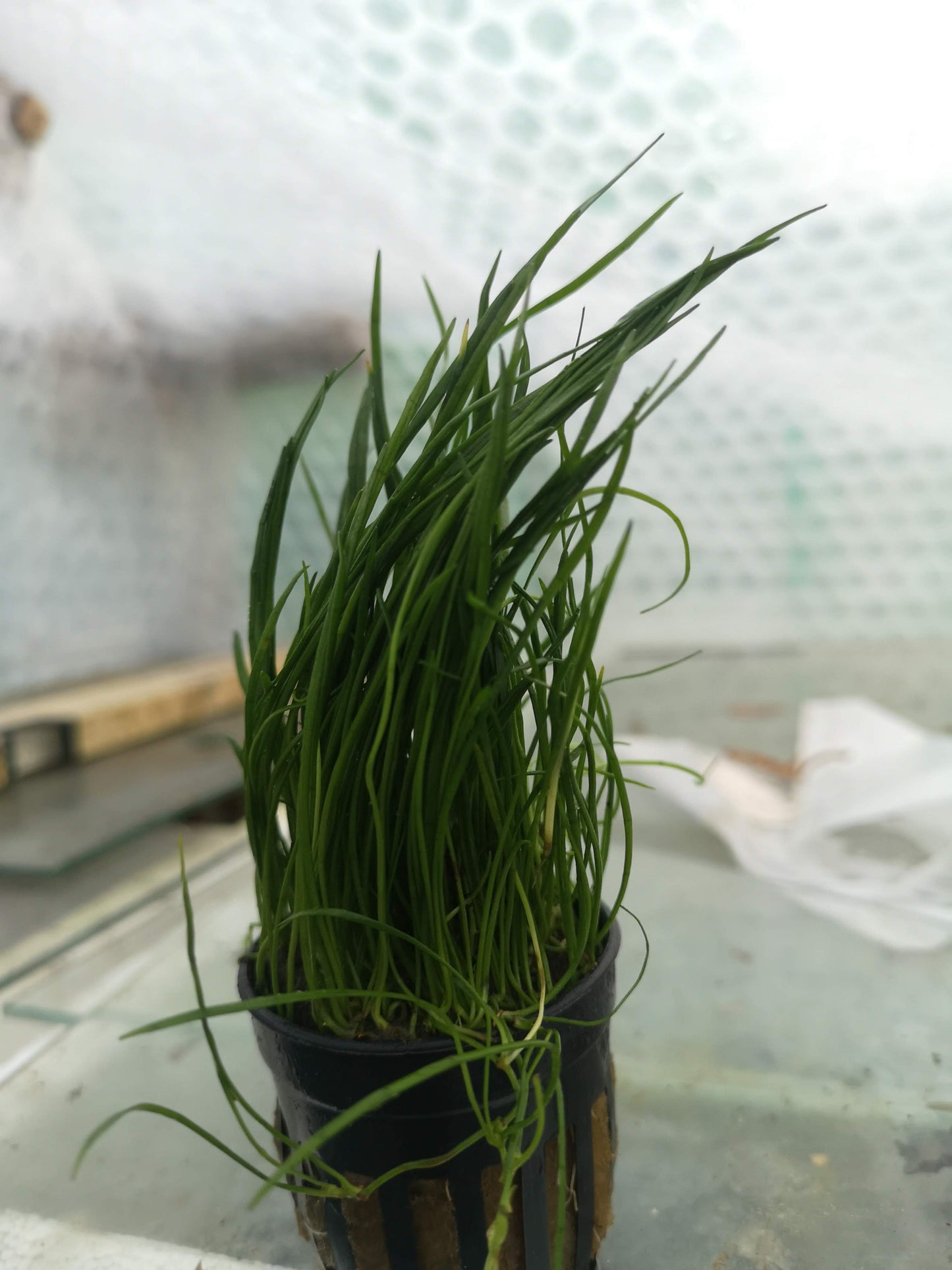 Lilaeopsis Mauritius Live Aquarium Plant Tropical Fish Tank Aquascape