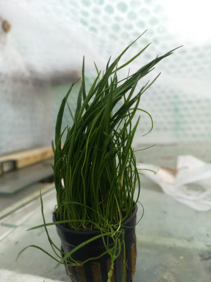 Lilaeopsis Mauritius Live Aquarium Plant Tropical Fish Tank Aquascape